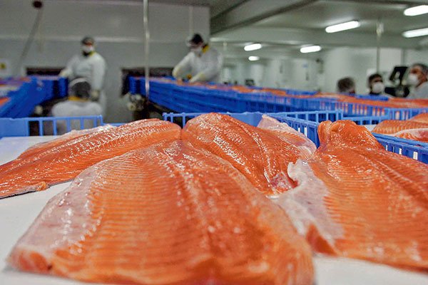 La historia de Cargill en Chile, el gigante estadounidense que entró a la propiedad de Salmones Multiexport