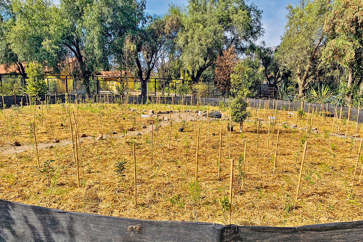 <p>El método que restaura ecosistemas en tiempo récord </p>
