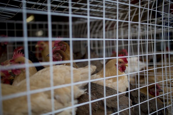 Mortal cepa de gripe aviar se propaga por Estados Unidos y amenaza exportaciones de pollo