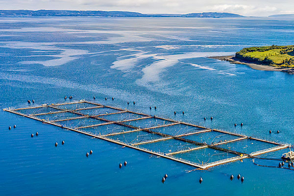 Accionistas de Multiexport aprueban la incorporación de la estadounidense Cargill a su filial de salmones