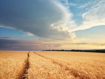 Agricultores de América del Sur intentan evitar crisis alimentaria mundial