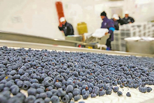 Hortifrut creará sociedad en Irlanda: traspasará todos sus negocios y buscará potenciar la internacionalización