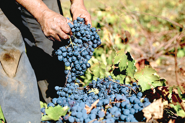<p>Exportaciones de vino a China cayeron 25% durante marzo ante el cierre de ciudades</p>