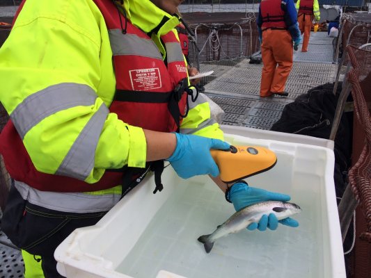 Salmoneras explican las razones del fuerte aumento en el uso de antibióticos reportado por Sernapesca