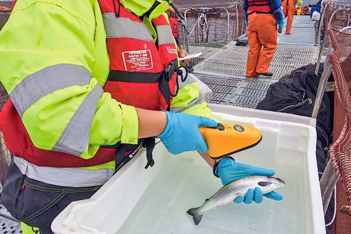 <p>Boric contra las salmoneras: “La industria ha sido irreflexiva de su propio actuar”</p>