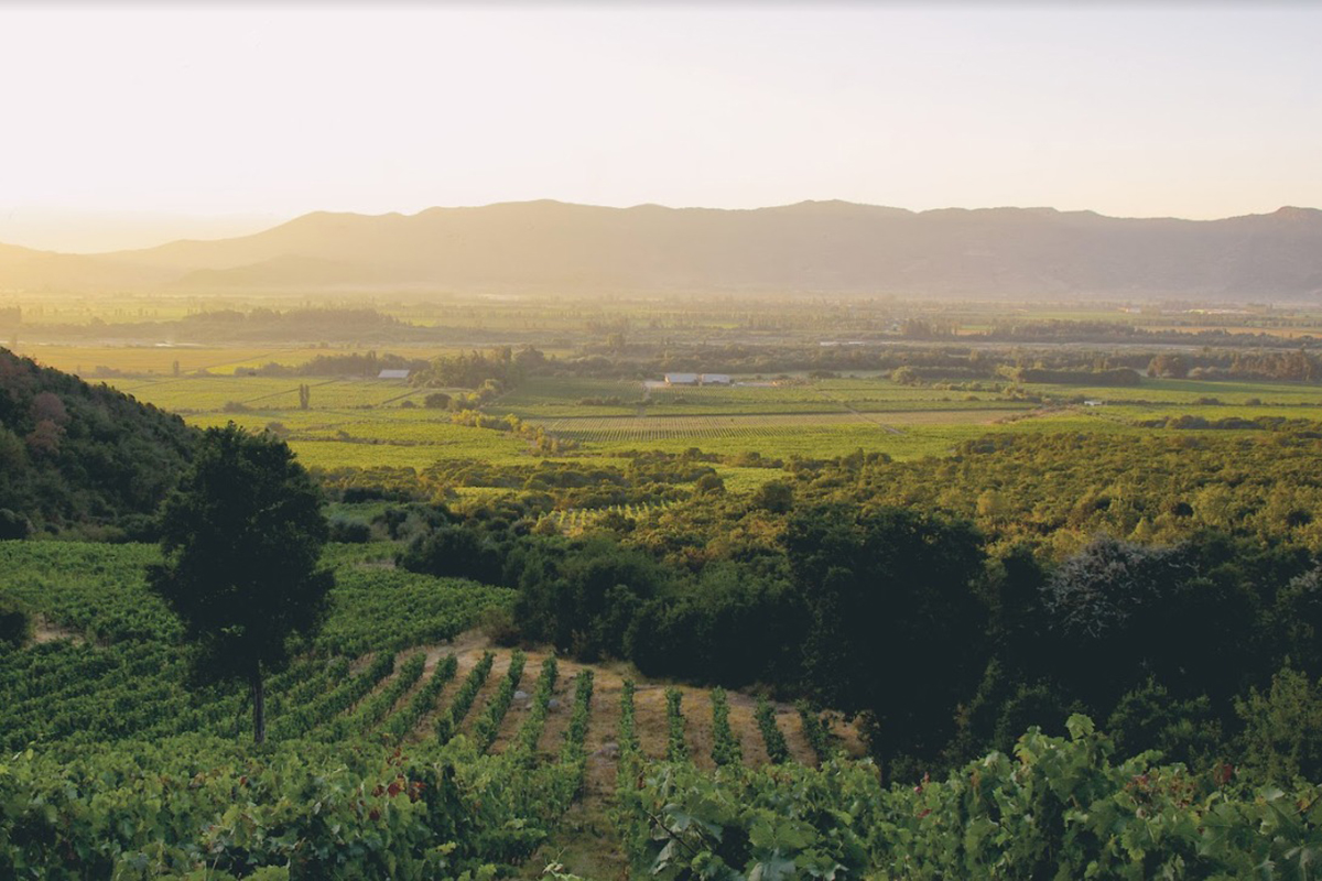 <p>COW: La agrupación chilena que busca promover el vino orgánico en el mundo</p>