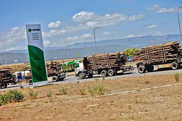 Empresas Copec alcanza utilidades por US$ 619 millones en primer trimestre impulsadas por negocio forestal
