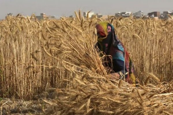 India prohíbe exportaciones de trigo por daño a cosecha y fuerte alza de precios domésticos