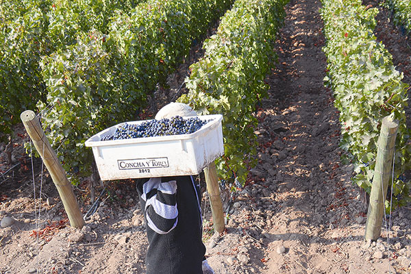 <p>Concha y Toro subió 20% sus utilidades en primer trimestre y anticipa presiones en el consumo, costos y suministro</p>