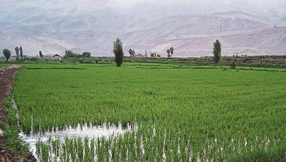 <p>Industria panadera en Perú podría estar en jaque y productores aumentan siembras de maíz</p>