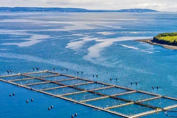 Multiexport Foods concreta entrada de norteamericana Cargill como nuevo socio en la filial salmonera