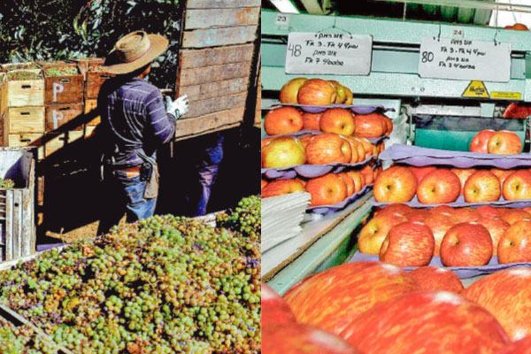 <p>Informe de EEUU alerta que frutas emblemáticas chilenas pierden terreno por sequía y nuevos cultivos</p>