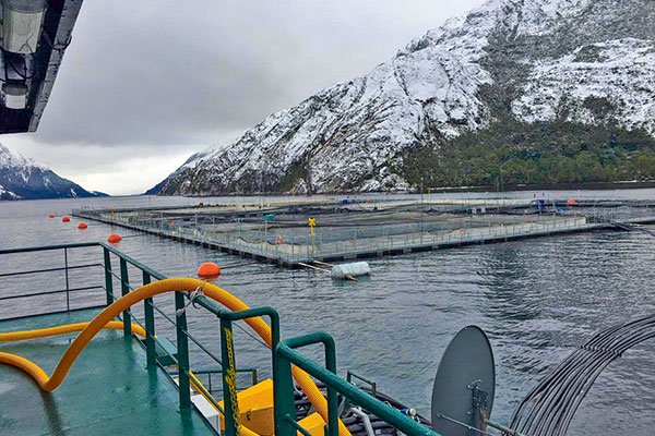<p>Sernapesca ingresa cuatro denuncias contra empresas salmoneras en Magallanes</p>