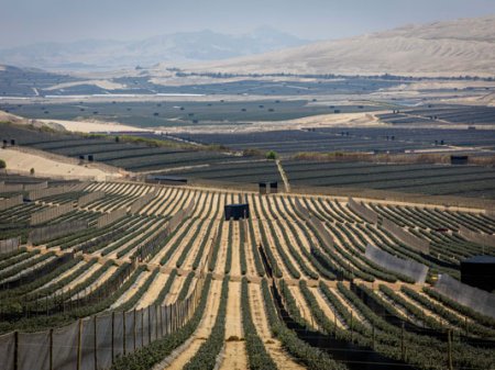 Chilena Hortifrut vende participación en campo de berries en Perú a fondo de pensión canadiense