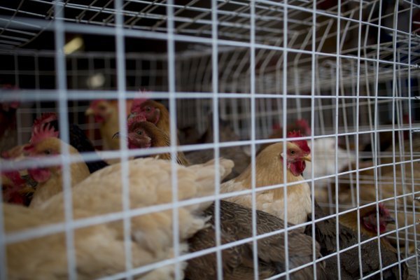 Epidemia de gripe aviar dispara precios de los huevos y agrava la crisis global de alimentos
