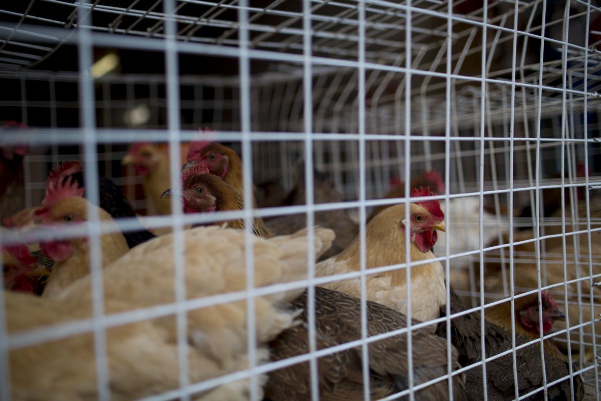<p>Epidemia de gripe aviar dispara precios de los huevos y agrava la crisis global de alimentos</p>