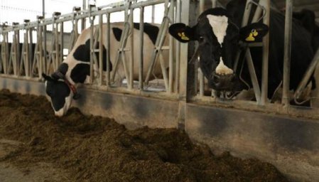 Crisis de fertilizantes alcanzó a ganaderos peruanos y cae la producción en dos cuencas lechera