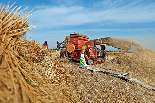 La presión seguirá: Banco Mundial asume alzas de alimentos de 20% durante este año