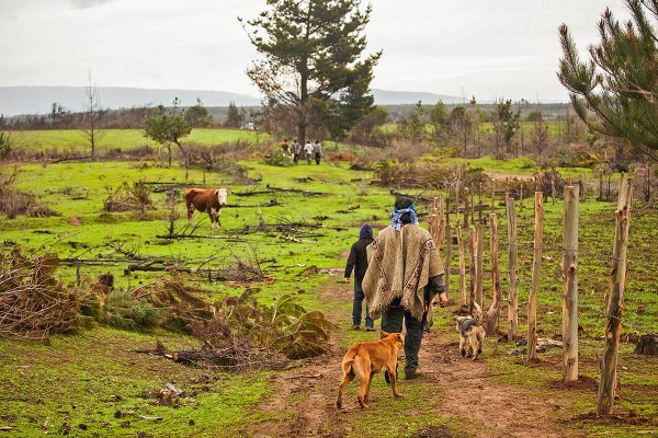 Éxodo en La Araucanía: 3.500 trabajadores han dejado la zona por temor a ataques