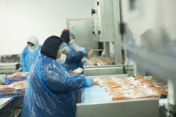 <p>Salmones Austral reporta utilidades y aumento en los ingresos en el primer trimestre</p>