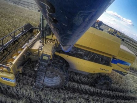 Compradores de Brasil recurren al maíz paraguayo más barato pese a una cosecha récord