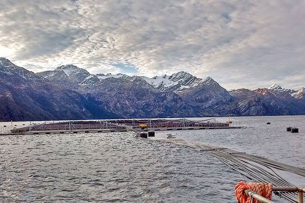 SMA inicia proceso sancionatorio contra salmonera Cermaq por sobreproducción en Magallanes