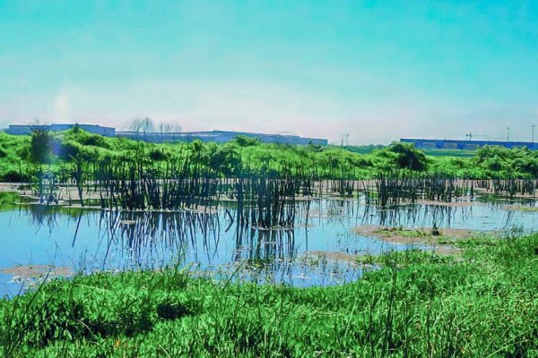 Las reclamaciones por declaración de humedales urbanos que se tramitan en los tribunales ambientales