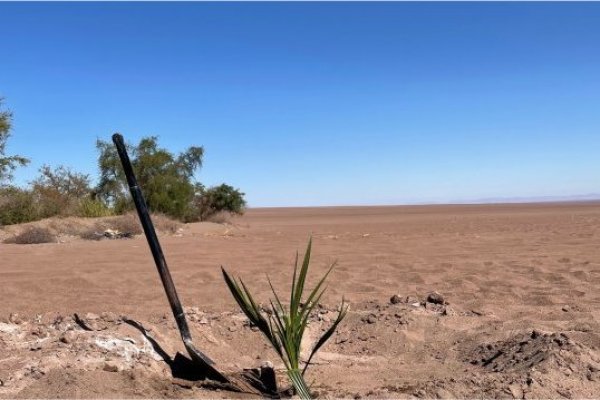 Las palmeras de la variedad Medjool, una de las más cotizadas en el mercado internacional fueron plantadas en el Oasis de Pica.