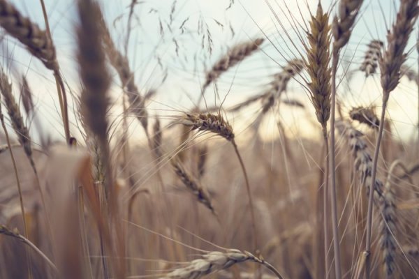 Agricultores argentinos están frustrados por obstáculos que les impiden satisfacer demanda alimentaria mundial