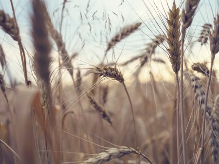 Agricultores argentinos están frustrados por obstáculos que les impiden satisfacer demanda alimentaria mundial