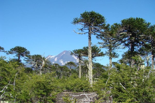 Proyecto de Ley que crea el Servicio de Biodiversidad y Áreas Protegidas (SBAP) hace más de una década está en trámite legislativo.