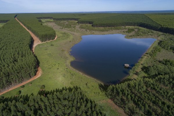 Los personajes clave tras la mega planta de celulosa de Arauco en Brasil