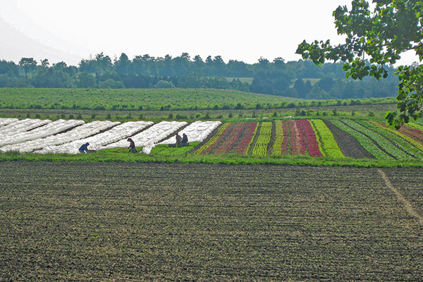 La canadiense The New Farm aplica acciones como cobertura de suelos en sus cultivos.