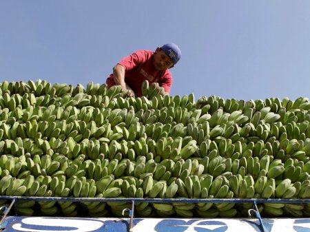 <p>Perú deja de exportar más de US$ 500 mil en bananos por cada día de paro de transportistas</p>