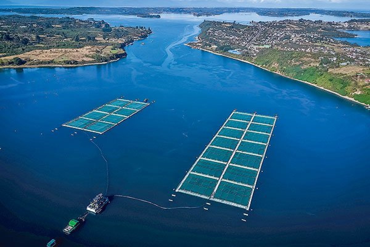 <p>SMA dicta medidas contra Salmones Multiexport por utilización de químicos en proyecto de Cochamó</p>
