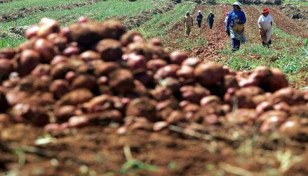 <p>Producción de alimentos en Perú podría reducirse por falta de urea</p>