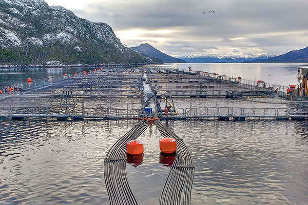 Fallo histórico: SMA revoca permisos ambientales a tres centros de salmonera noruega Nova Austral en Magallanes