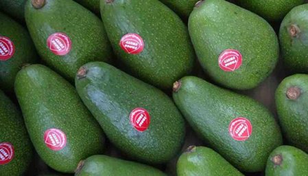 Productores peruanos de palta alertan sobre la amenaza que representa la falta de fertilizante