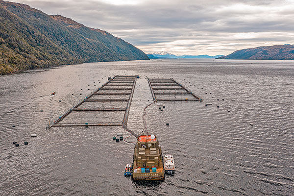 <p>Presidente de salmoneros de Magallanes:“Tenemos que pensar qué jugador queremos ser en el mundo”</p>