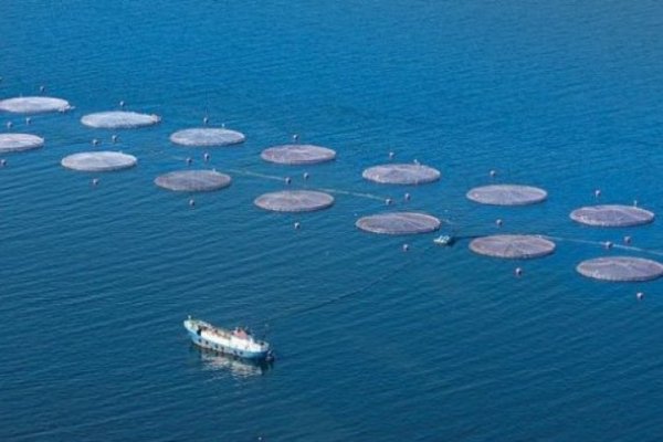 <p>Muere trabajadora mientras realizaba labores de mantenimiento en faena de salmonera Nova Austral en Magallanes</p>