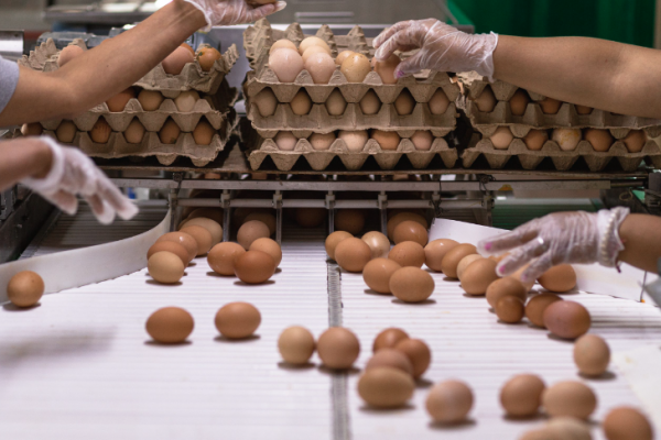Uno de los mayores productores de huevos del país se acoge a reorganización judicial