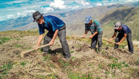 Gobierno peruano descarta compra de urea y dará prioridad a su subsidio para agricultores