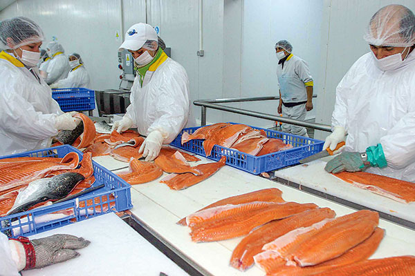 Feller Rate destaca “escalada histórica” en precios del salmón y prevé que se mantendrán altos