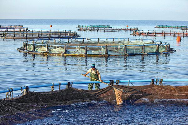 Nueva Ley de Pesca: Se inician los diálogos con los pescadores artesanales