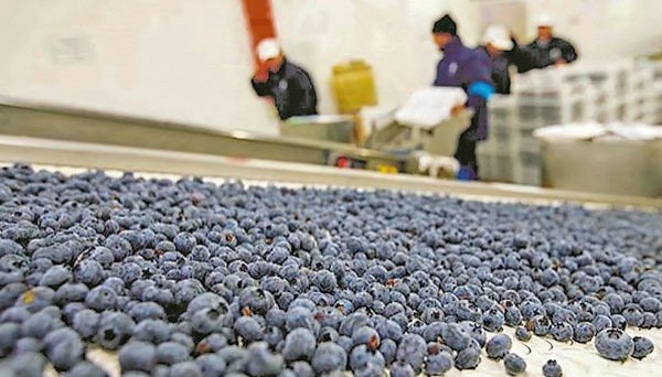 Humphreys deja "en observación" la tendencia de clasificación de bonos de Hortifrut tras discrepancia con los tenedores