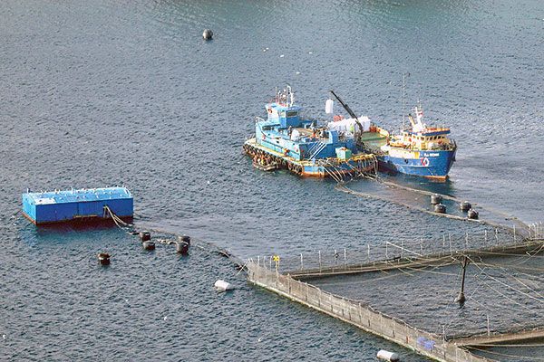El posible impuesto que pone en aprietos a las salmoneras noruegas