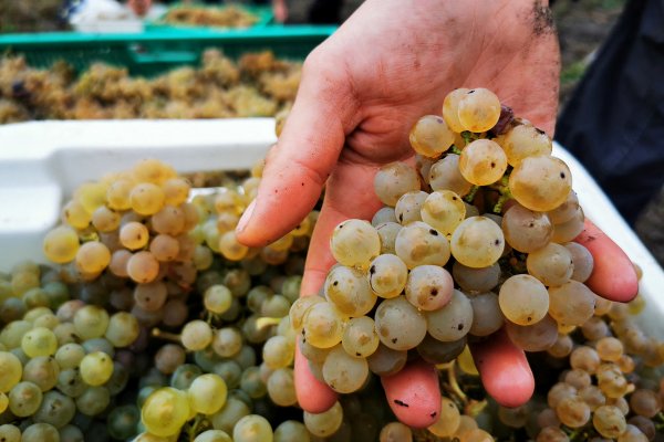 A la fecha, se ha comenzado a producir vinos en zonas como Chiloé y Coyhaique, por sus condiciones climáticas. Foto: Reuters