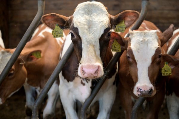 Agricultores de Nueva Zelanda enojados por el "impuesto a los pedos" propuesto por Jacinda Ardern