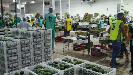 Peruana Verdeflor se prepara para exportar palta a EEUU y China con sus propios cultivos