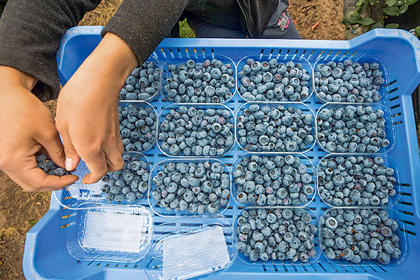 <p>Hortifrut logra modificar contratos de emisión y cierra discrepancia con tenedores de bonos</p>